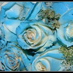 bouquet rose blu