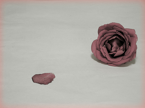 petalo rosa hummyhummy by flickr