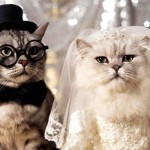 nozze con i gatti