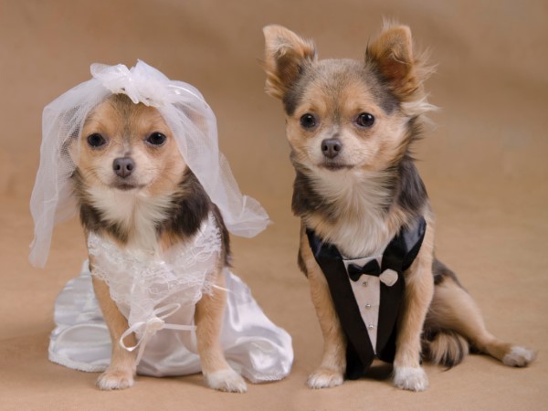 wedding dog 